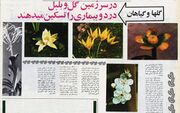 SpringInIran2535d.jpg