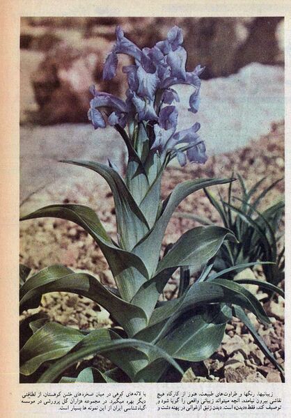 پرونده:ZagrosFlowers2536a.jpg
